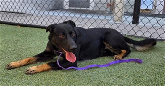 Enlarge DUKE, a Adoptable German Shepherd Dog in Norco, CA image 1/1