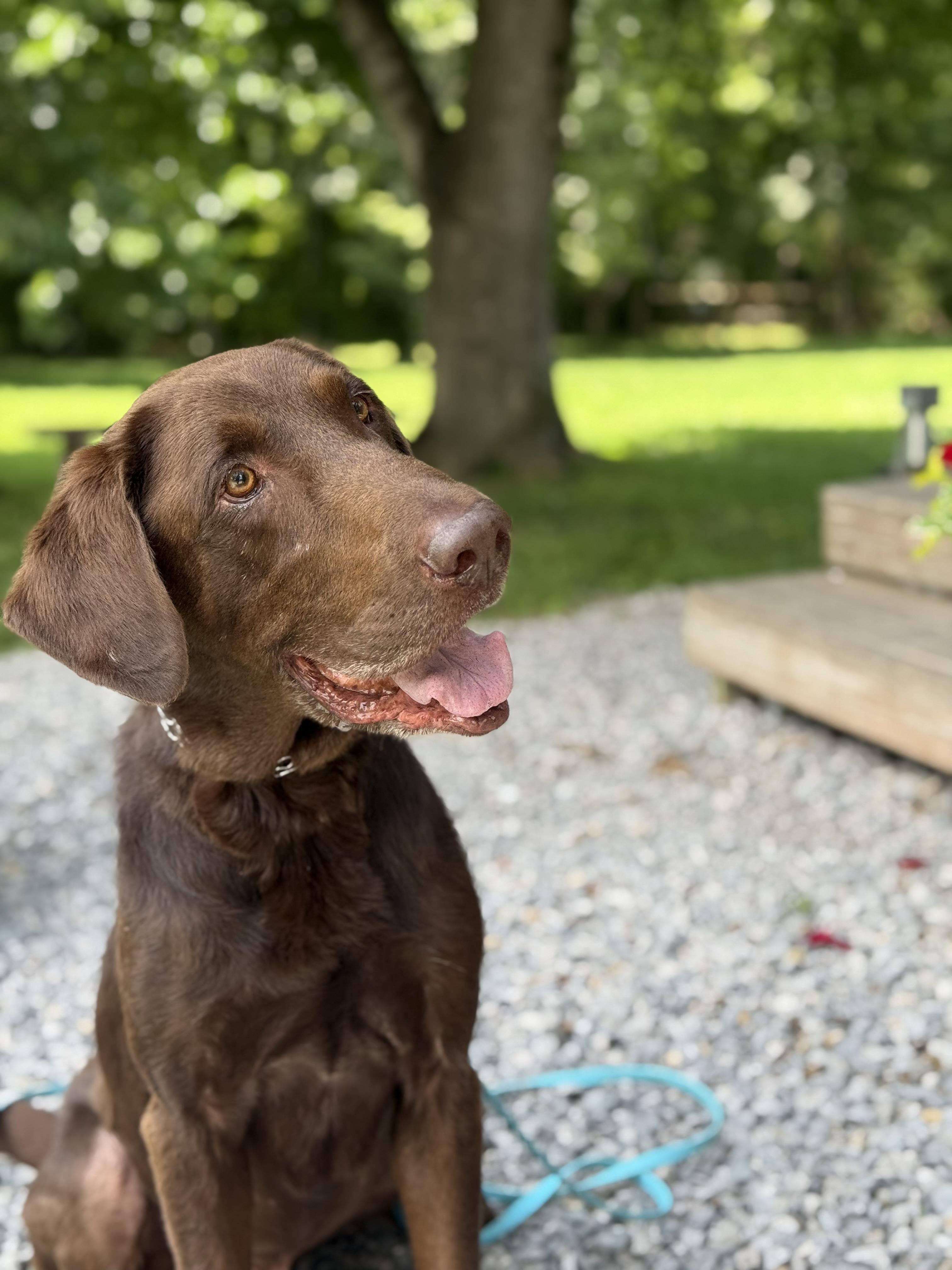 Wonka 'Charlie' Vestri, Adoptable, Adult Male Chocolate Labrador Retriever.