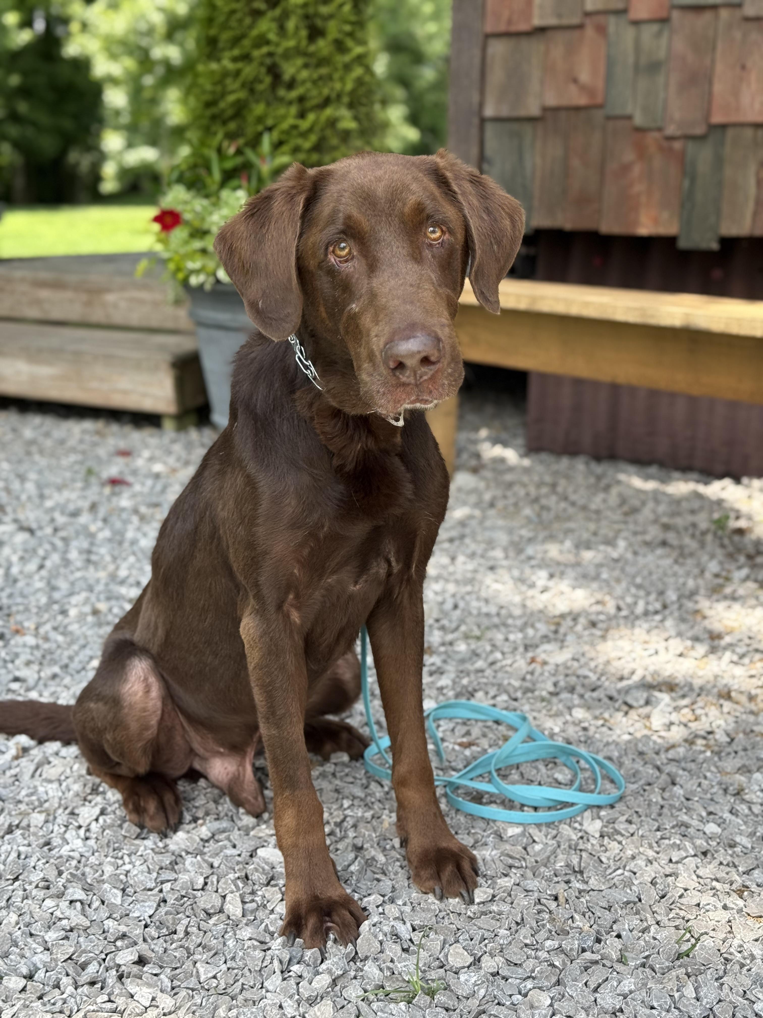 Wonka 'Charlie' Vestri, a Adoptable Chocolate Labrador Retriever image 2/3