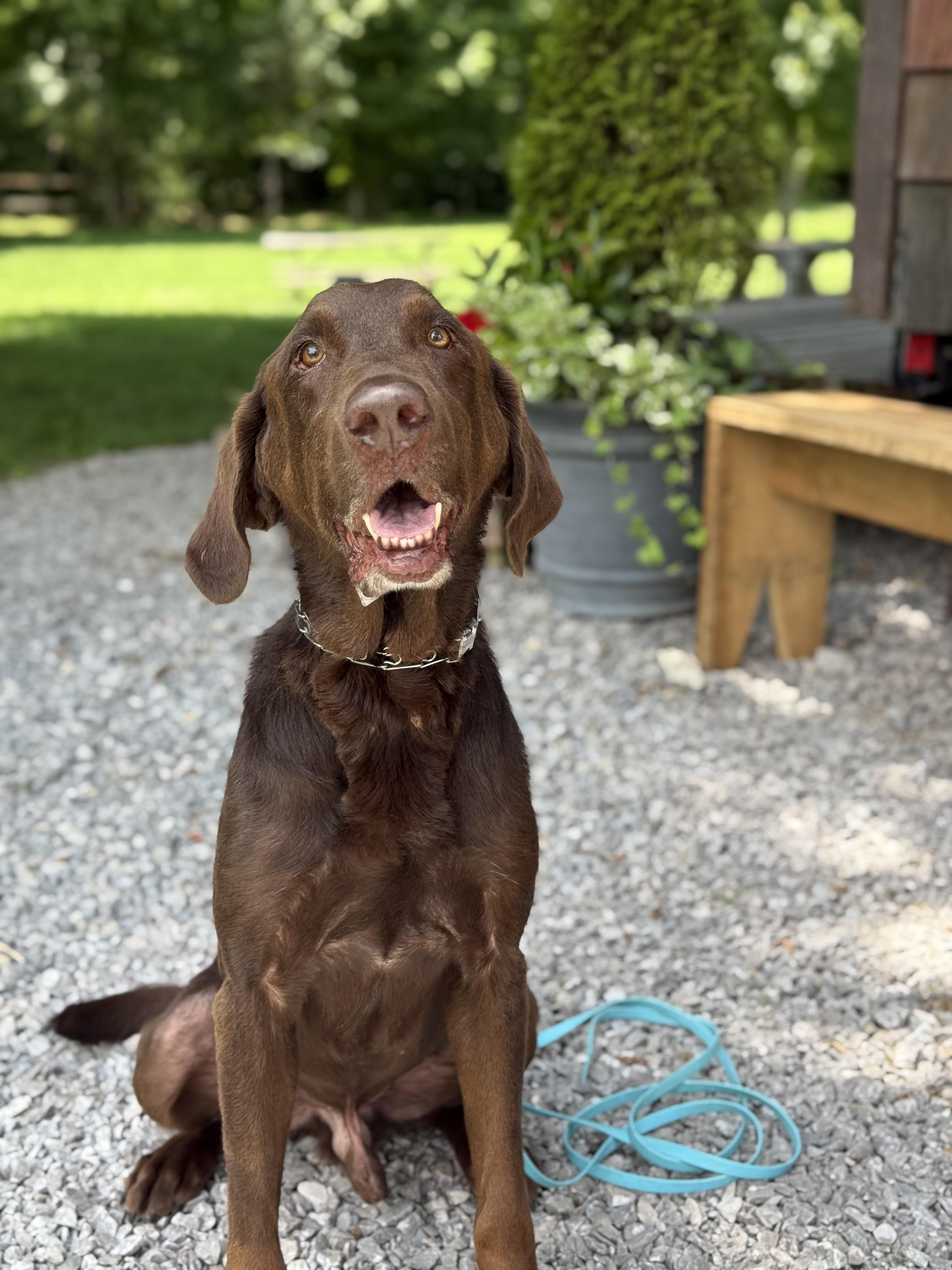 Wonka 'Charlie' Vestri, a Adoptable Chocolate Labrador Retriever image 3/3