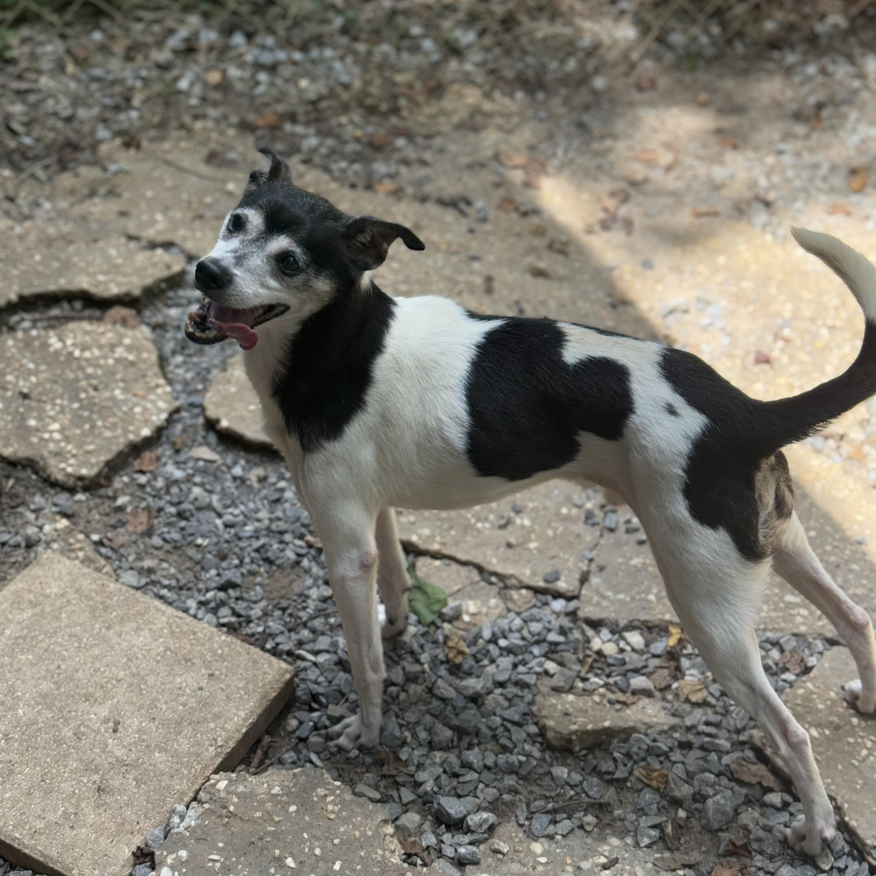 Sport, Adoptable, Senior Male Kerry Blue Terrier.