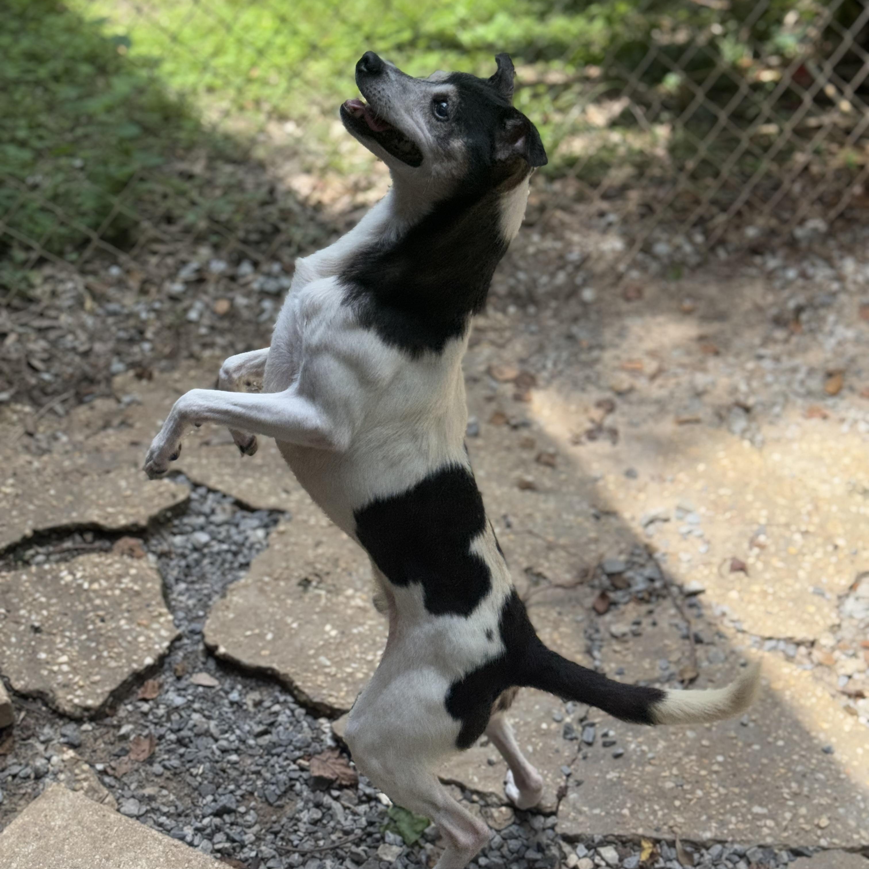 Sport, a Adoptable Kerry Blue Terrier in Mobile, AL image 4/4