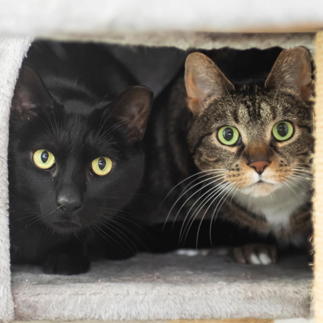 Archie, Adoptable, Adult Male Domestic Short Hair.