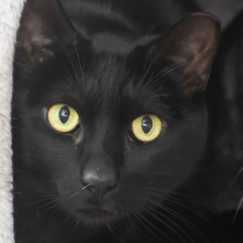 Archie, a Adoptable Domestic Short Hair in Middletown, RI image 2/3