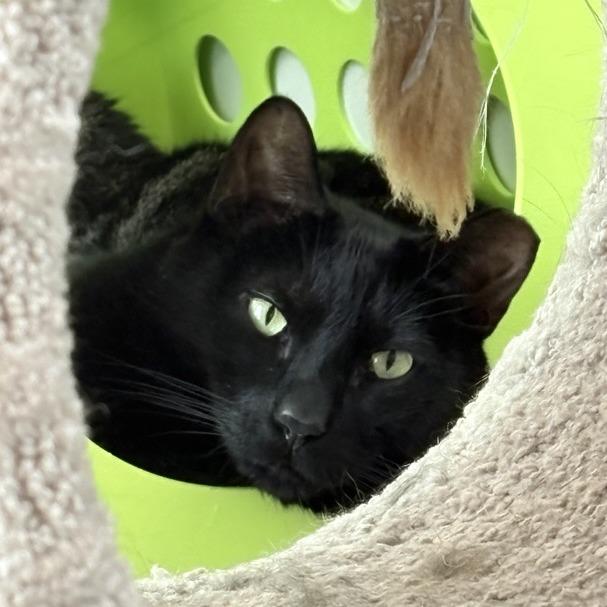 Archie, a Adoptable Domestic Short Hair in Middletown, RI image 3/3