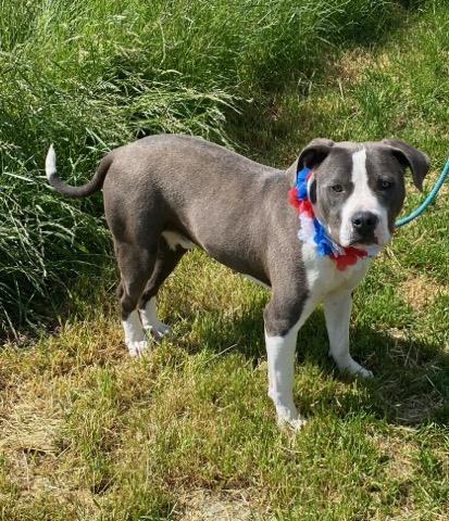 Spaceship, an adoptable Pit Bull Terrier in Colusa, CA, 95932 | Photo Image 5