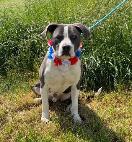 Spaceship, an adoptable Pit Bull Terrier in Colusa, CA, 95932 | Photo Image 1