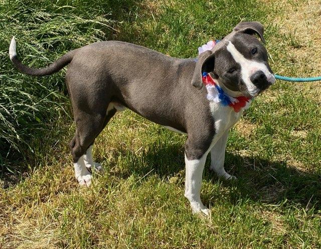 Spaceship, an adoptable Pit Bull Terrier in Colusa, CA, 95932 | Photo Image 3