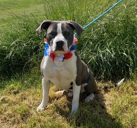 Spaceship, an adoptable Pit Bull Terrier in Colusa, CA, 95932 | Photo Image 4