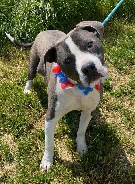 Spaceship, an adoptable Pit Bull Terrier in Colusa, CA, 95932 | Photo Image 2