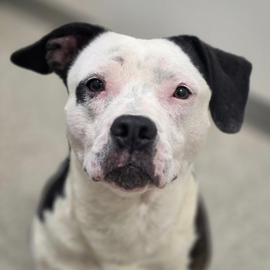 Luna, Adoptable, Adult Female Pit Bull Terrier & Beagle.