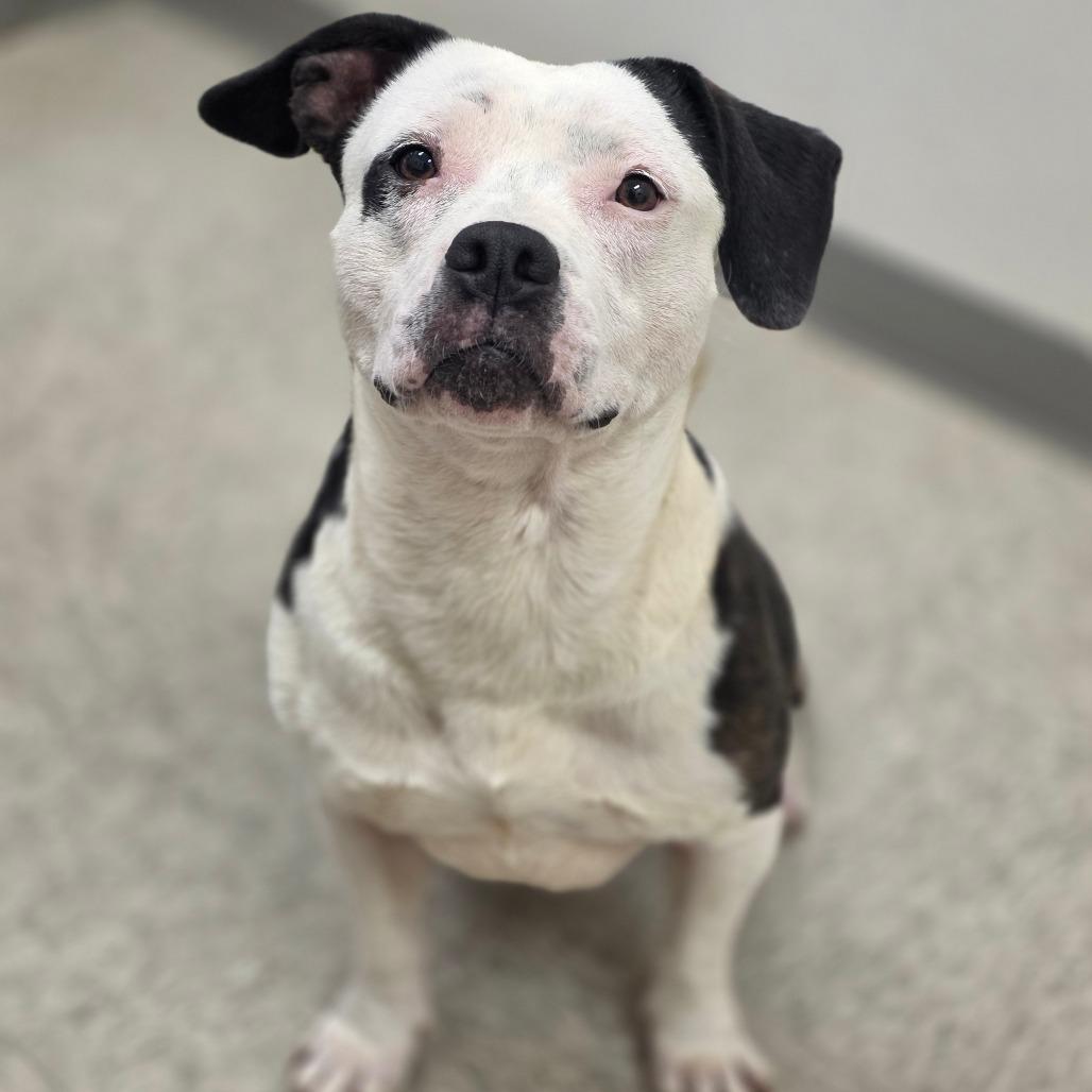 Luna, a Adoptable mixed breed in Chatham, VA image 2/2