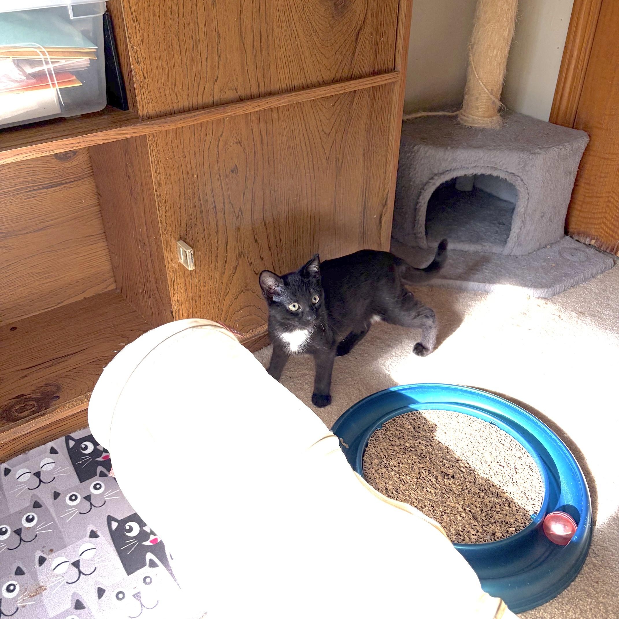 Bibby - COURTESY POST, Adoptable, Kitten Male Domestic Short Hair.
