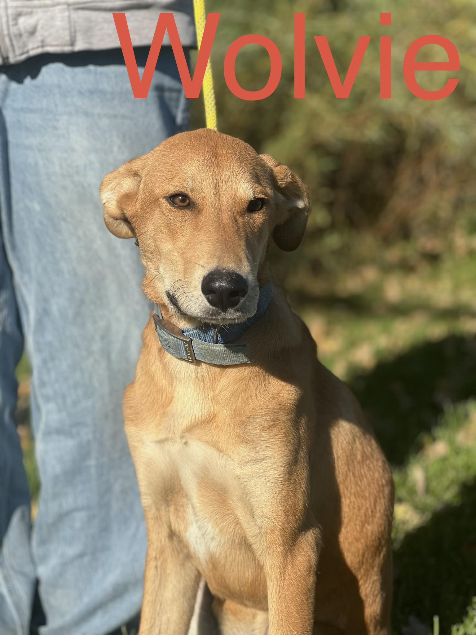 Wolvie, Adoptable, Puppy Male Hound & Mixed Breed.