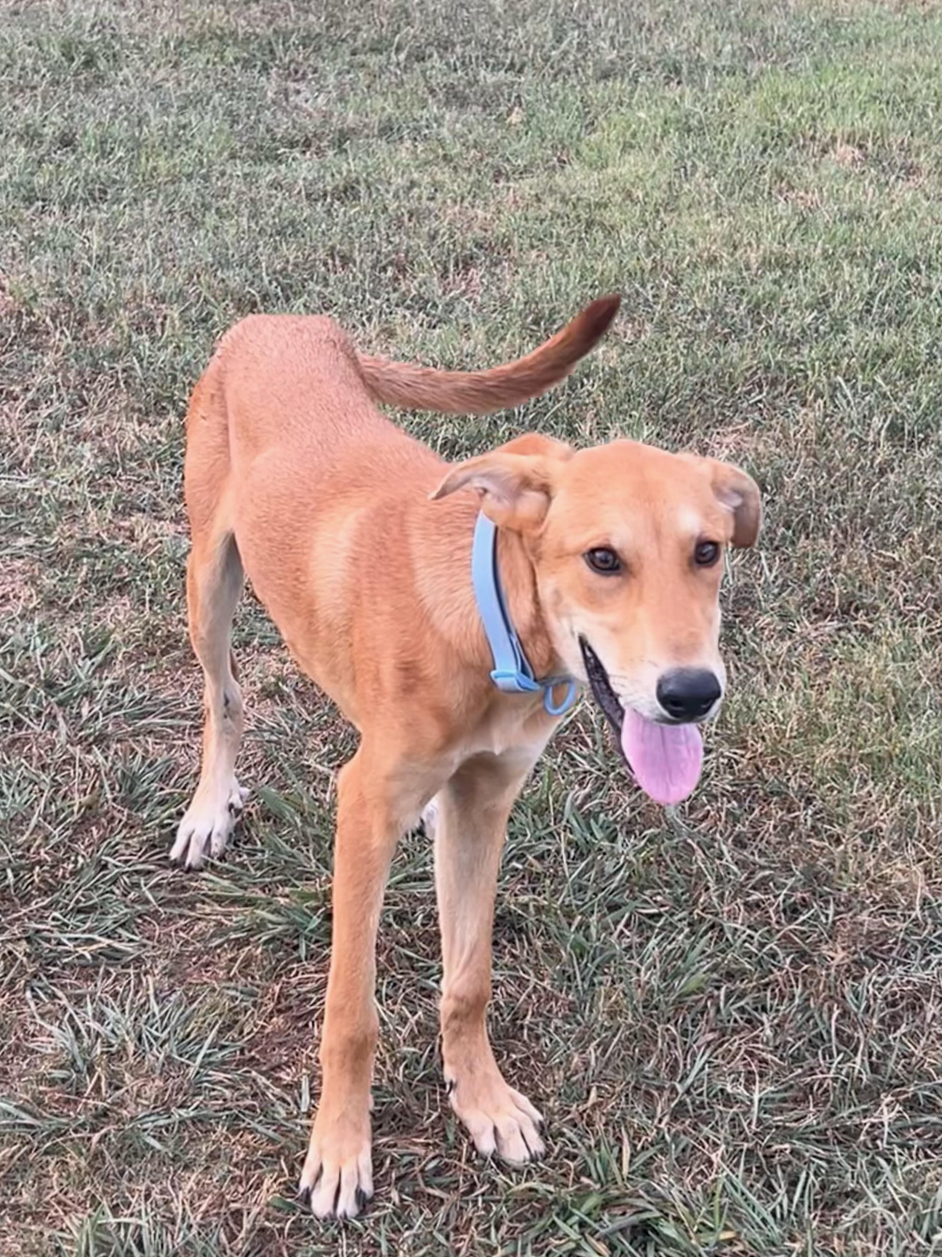 Enlarge Wolvie, a Adoptable mixed breed in Zimmerman, MN image 2/2