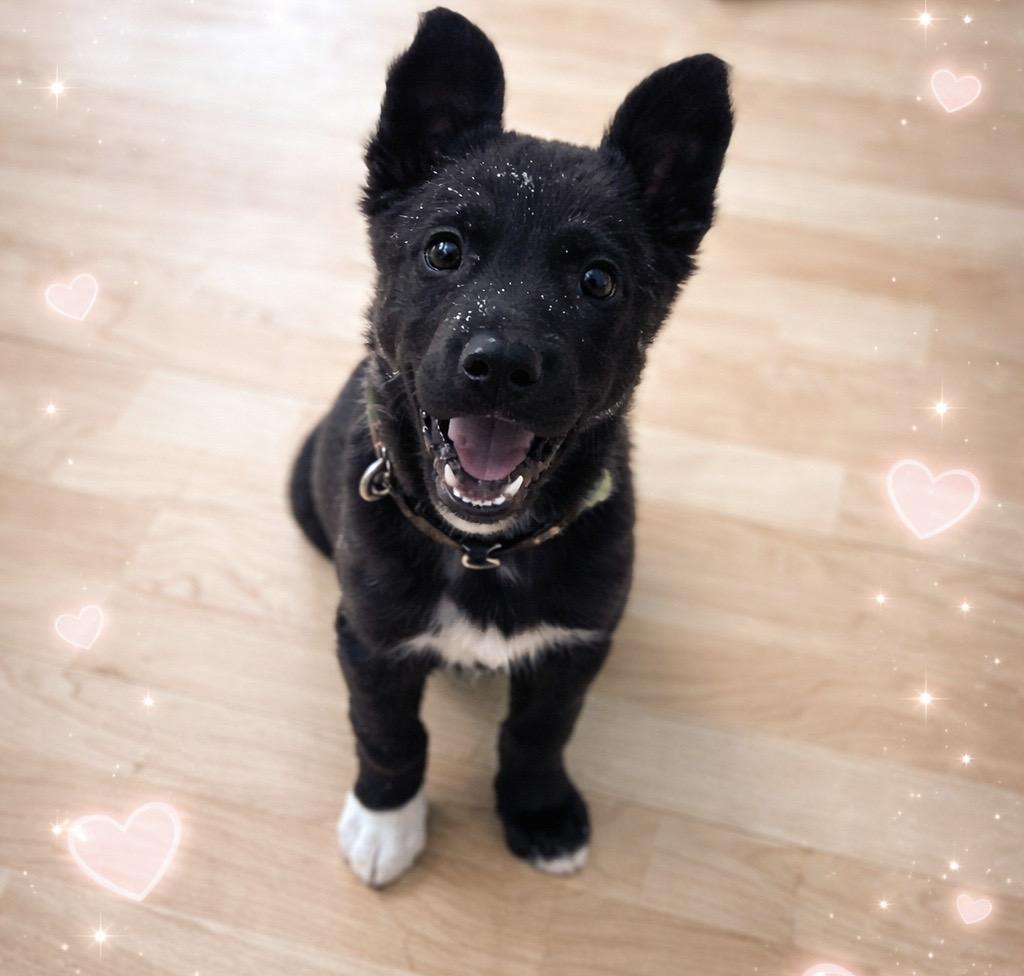 Enlarge Benji, a Adopted mixed breed in Steinbach, MB image 1/3