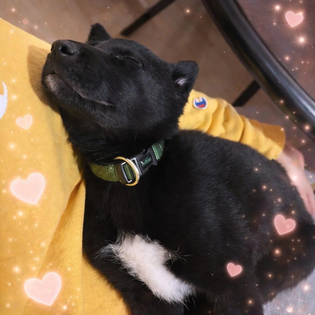 Enlarge Benji, a Adopted mixed breed in Steinbach, MB image 2/3