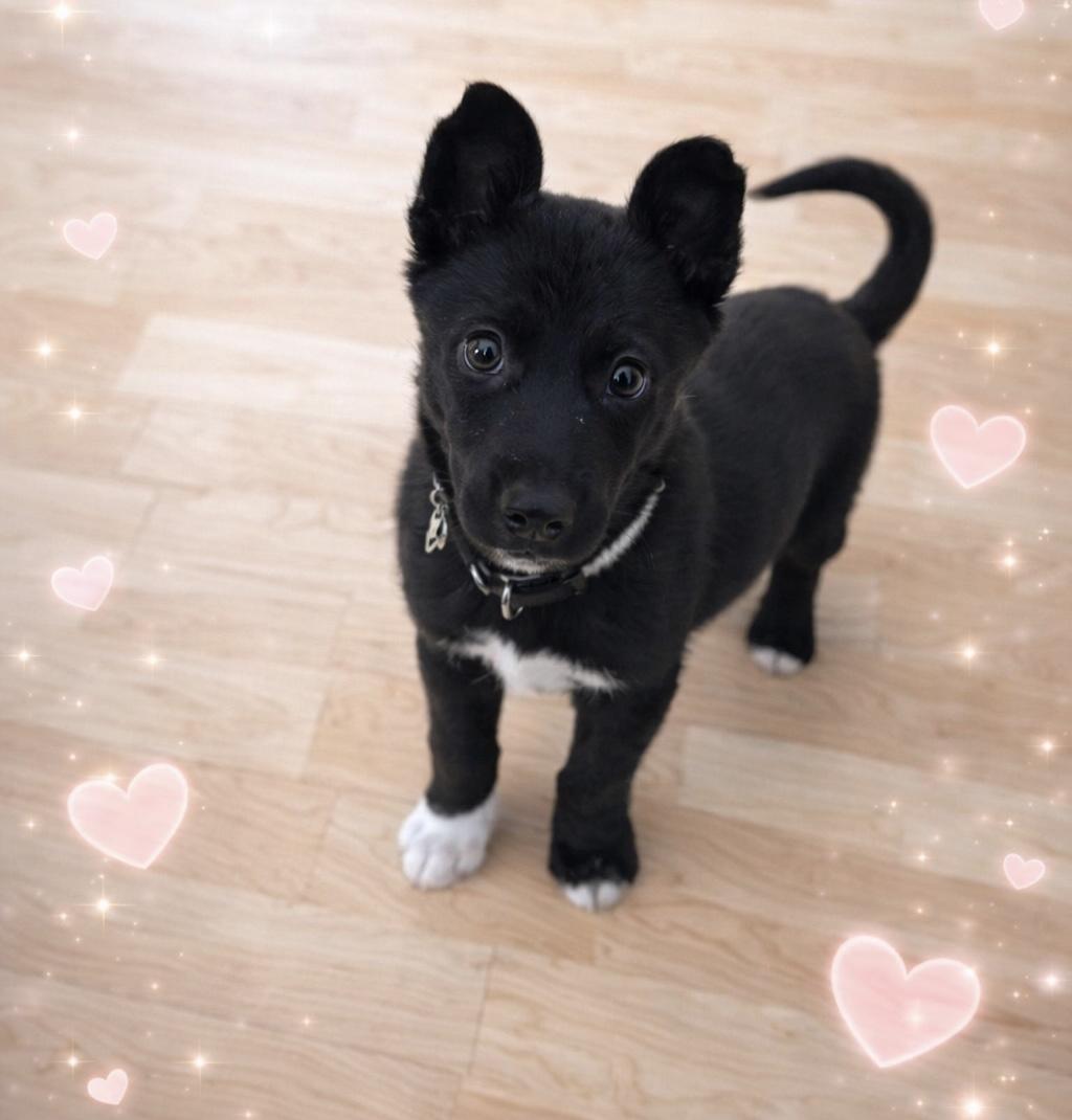 Enlarge Benji, a Adopted mixed breed in Steinbach, MB image 3/3