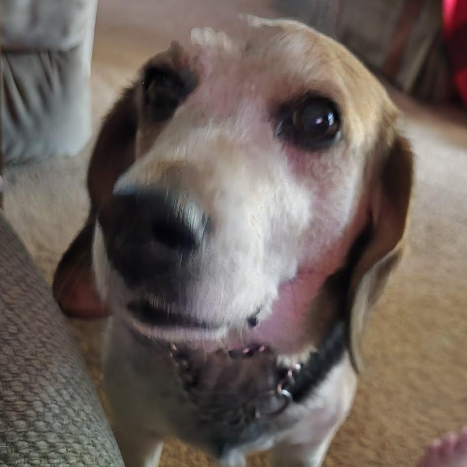 Duke Ask to Meet! In Foster!, adoptable, Senior Male Beagle.