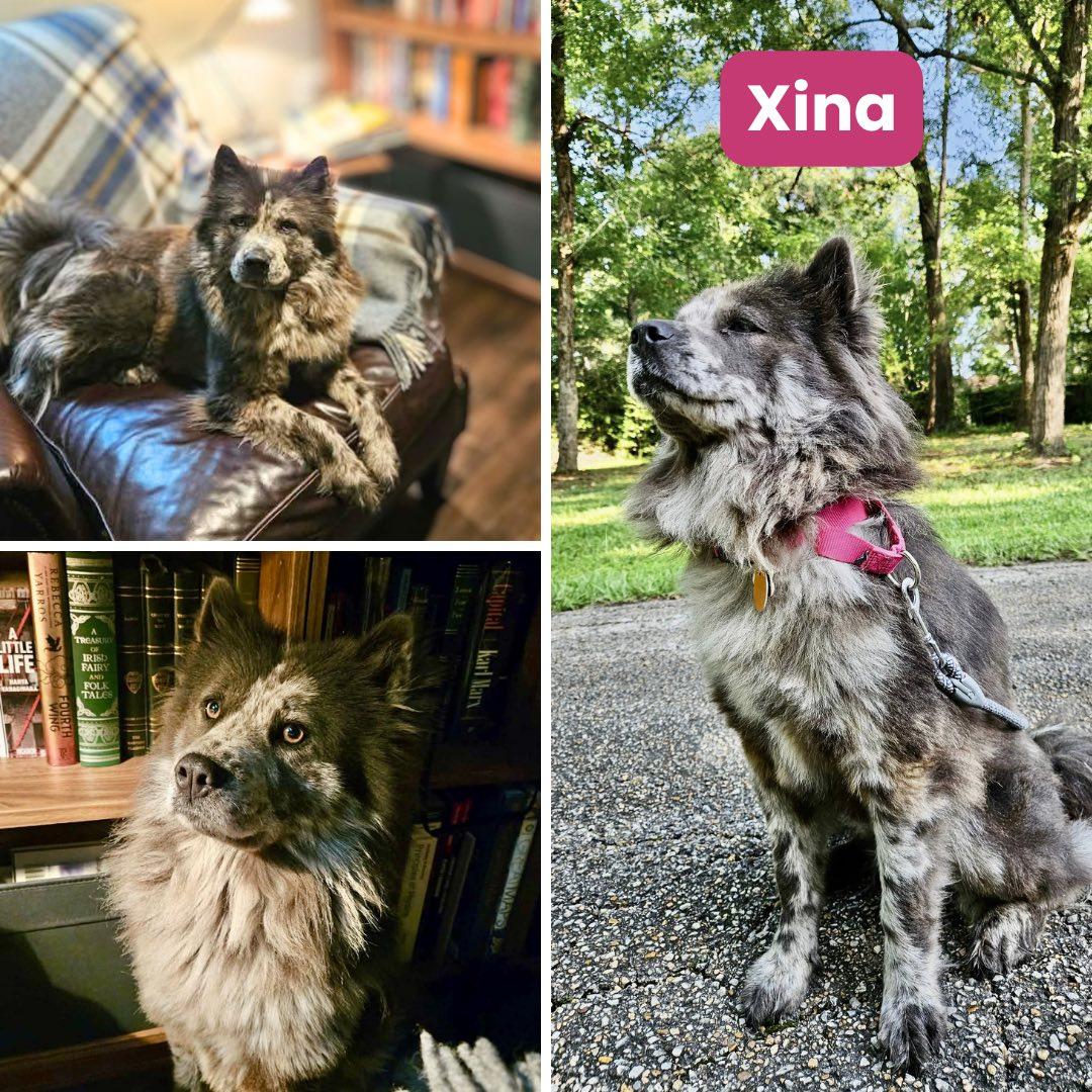 Xina, Adoptable, Adult Female Chow Chow.