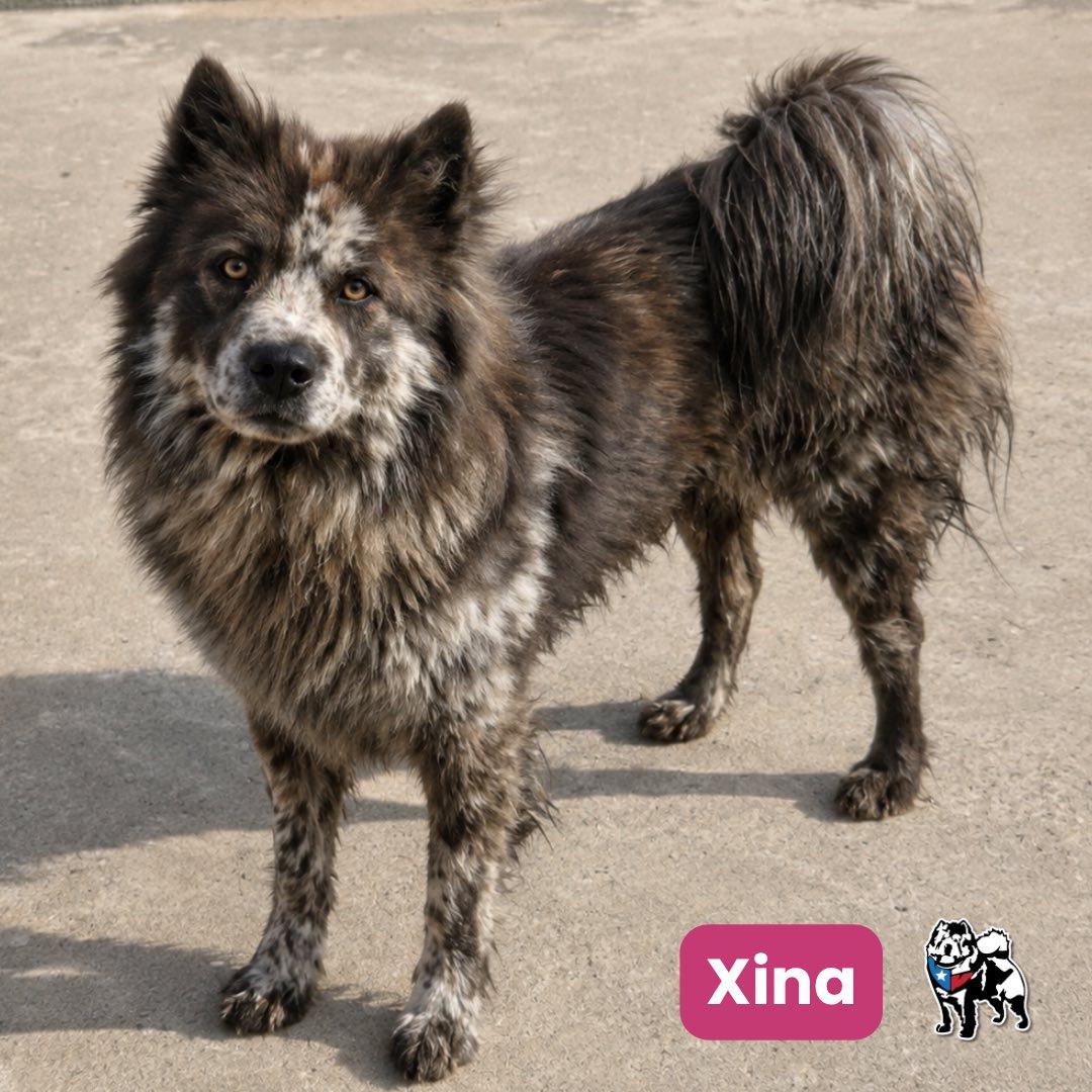 Enlarge Xina, a Adoptable Chow Chow in Houston, TX image 2/2