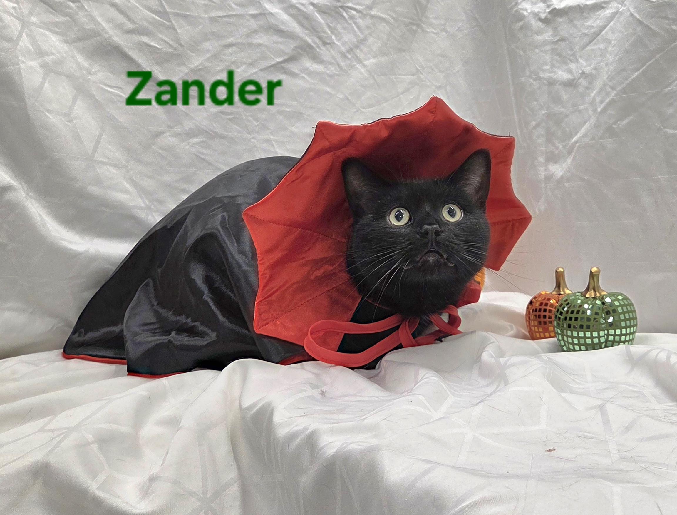 Enlarge Zander, a Adoptable Domestic Short Hair in Whitewater, WI image 5/5