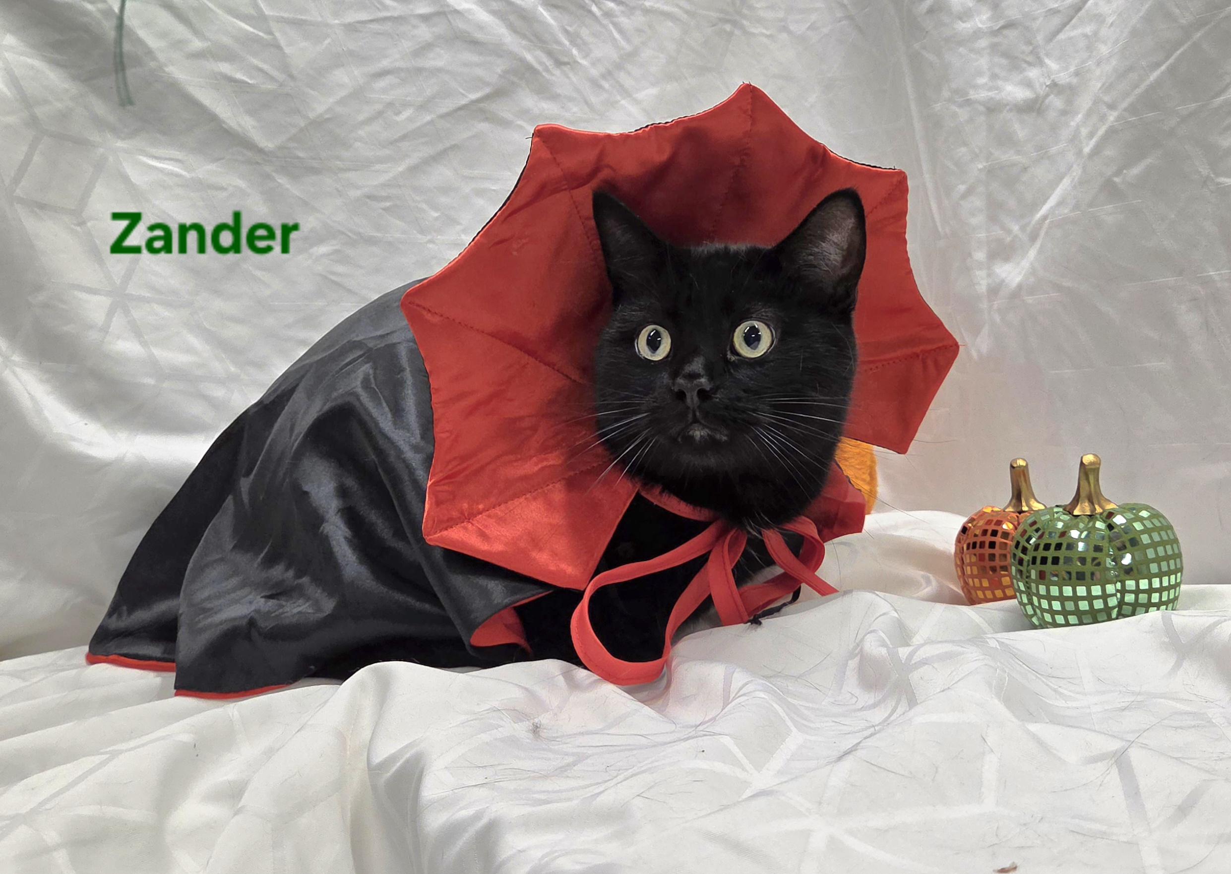 Zander, Adoptable, Young Male Domestic Short Hair.