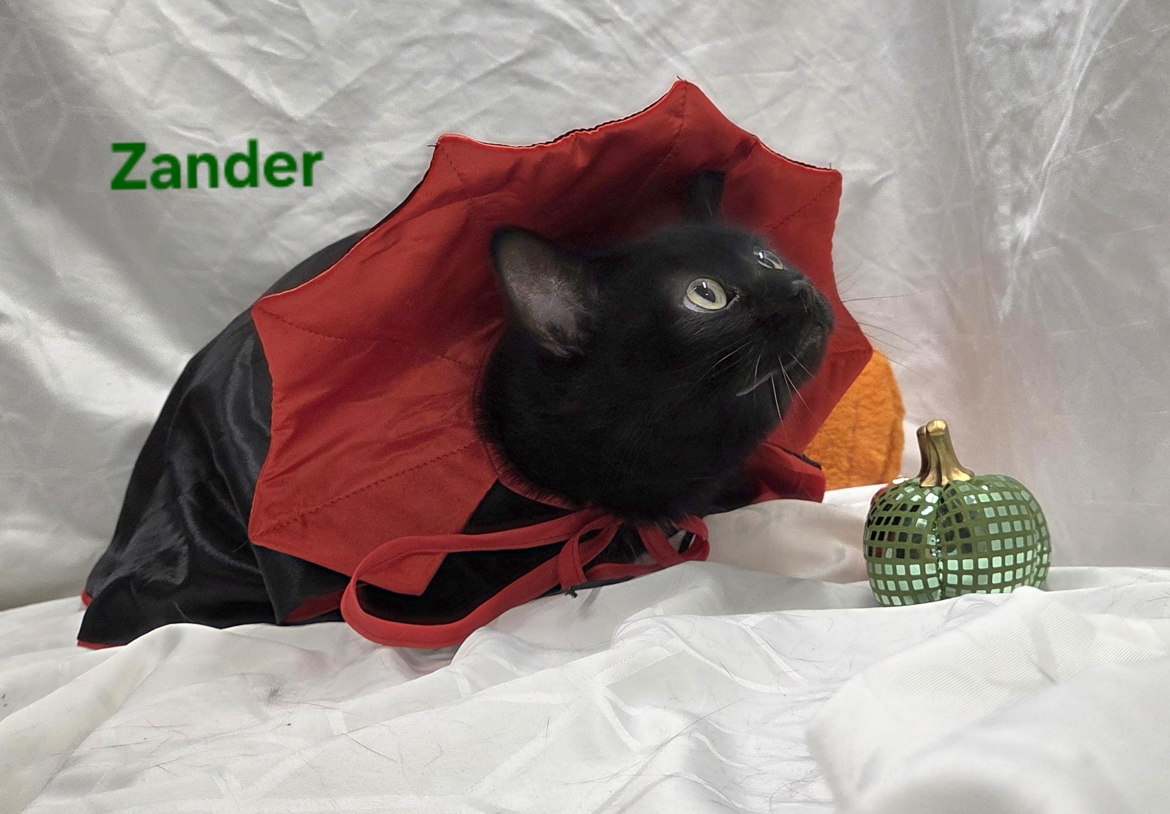 Enlarge Zander, a Adoptable Domestic Short Hair in Whitewater, WI image 3/5