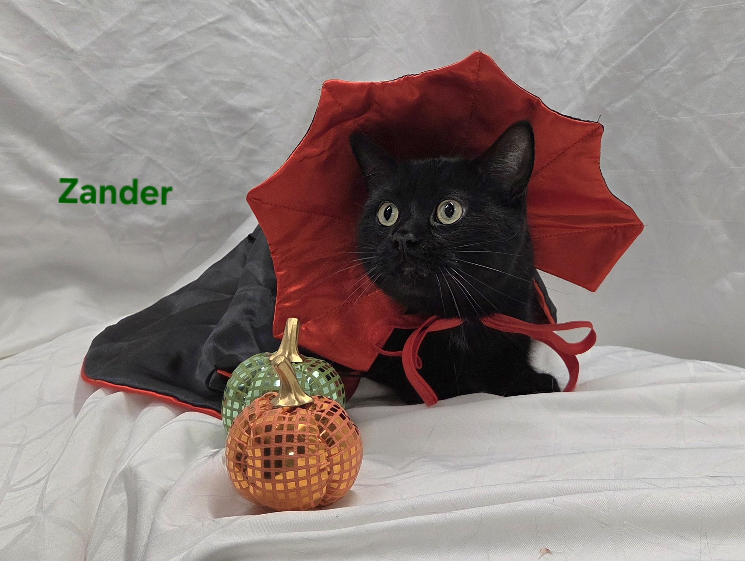 Enlarge Zander, a Adoptable Domestic Short Hair in Whitewater, WI image 2/5