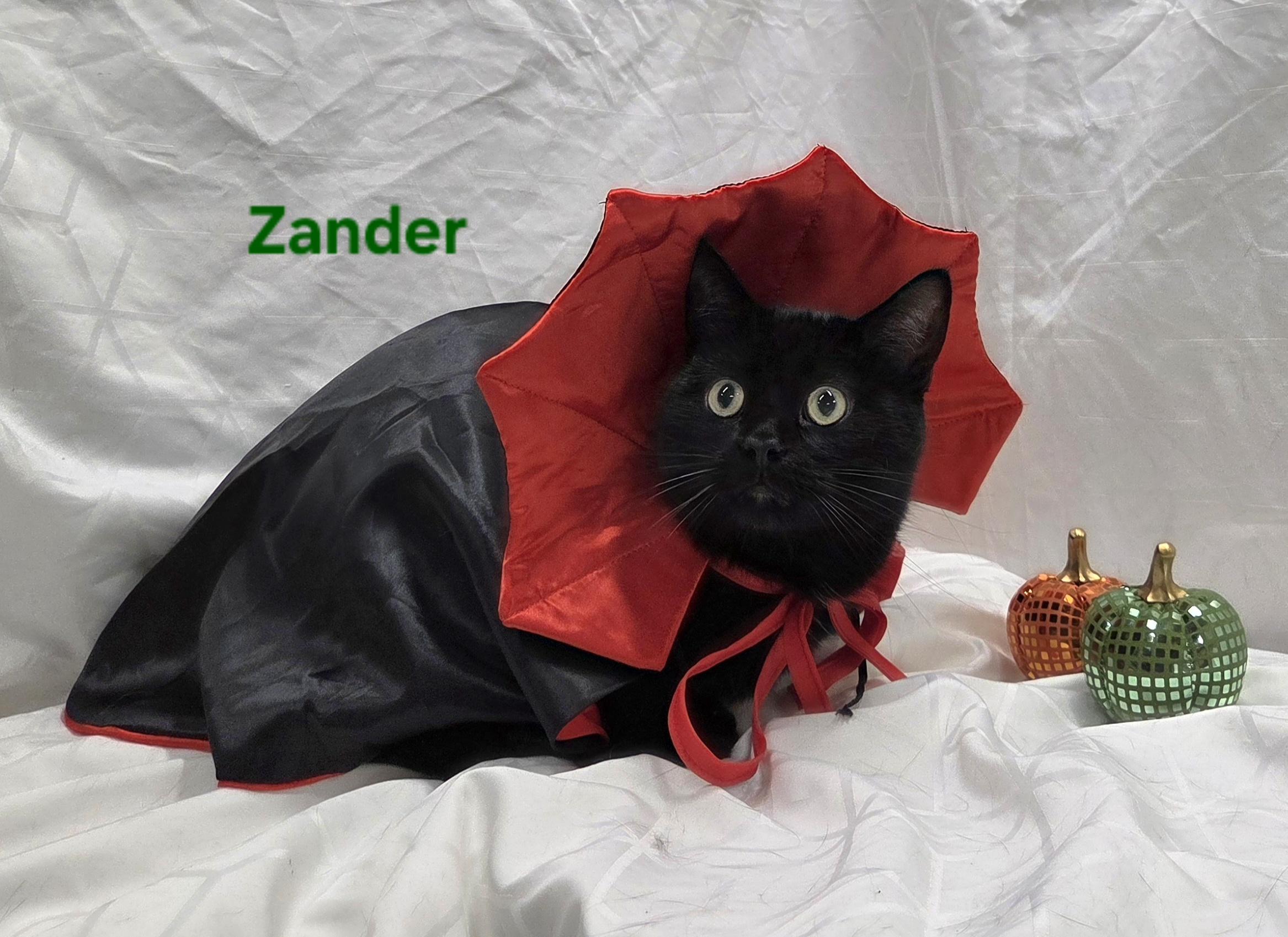 Enlarge Zander, a Adoptable Domestic Short Hair in Whitewater, WI image 4/5
