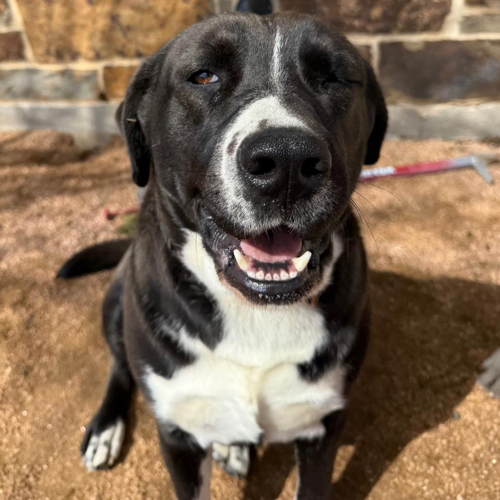 Enlarge Reba, a Adoptable mixed breed in Ennis, TX image 1/2