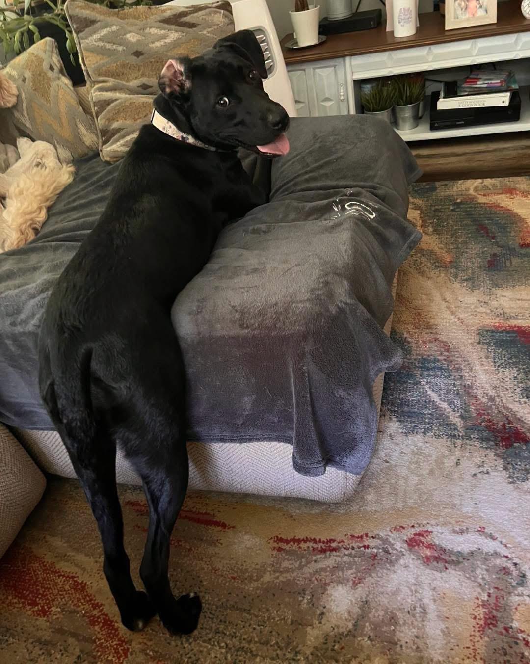 Enlarge Fern, a Adoptable mixed breed in Grand Haven, MI image 2/6