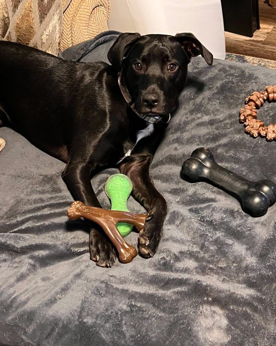 Enlarge Fern, a Adoptable mixed breed in Grand Haven, MI image 5/6