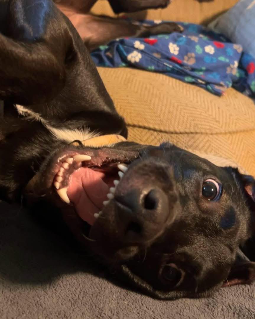 Enlarge Fern, a Adoptable mixed breed in Grand Haven, MI image 3/6