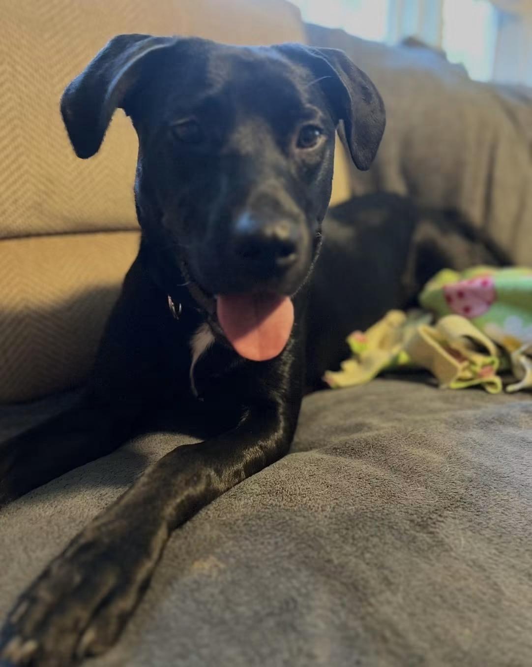 Fern, Adoptable, Young Female Black Labrador Retriever.