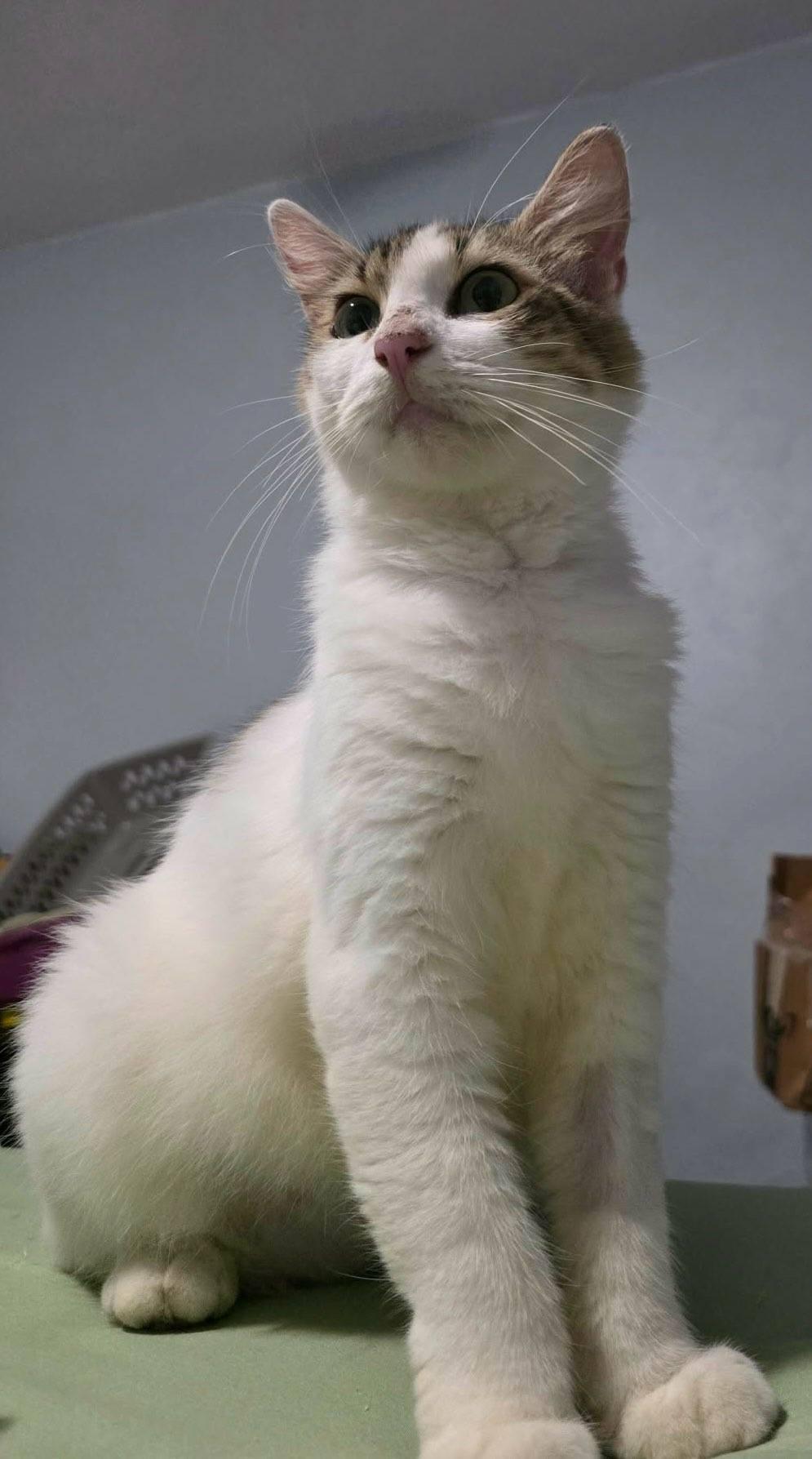 Enlarge Lucy, a Adoptable mixed breed in Annapolis, MD image 3/6