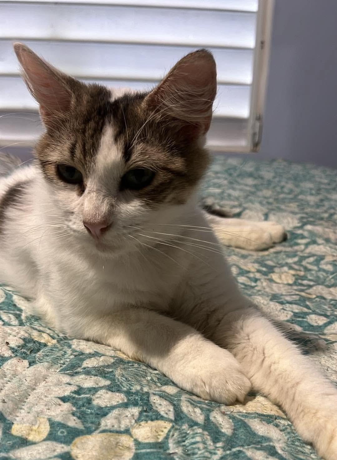 Enlarge Lucy, a Adoptable mixed breed in Annapolis, MD image 2/6