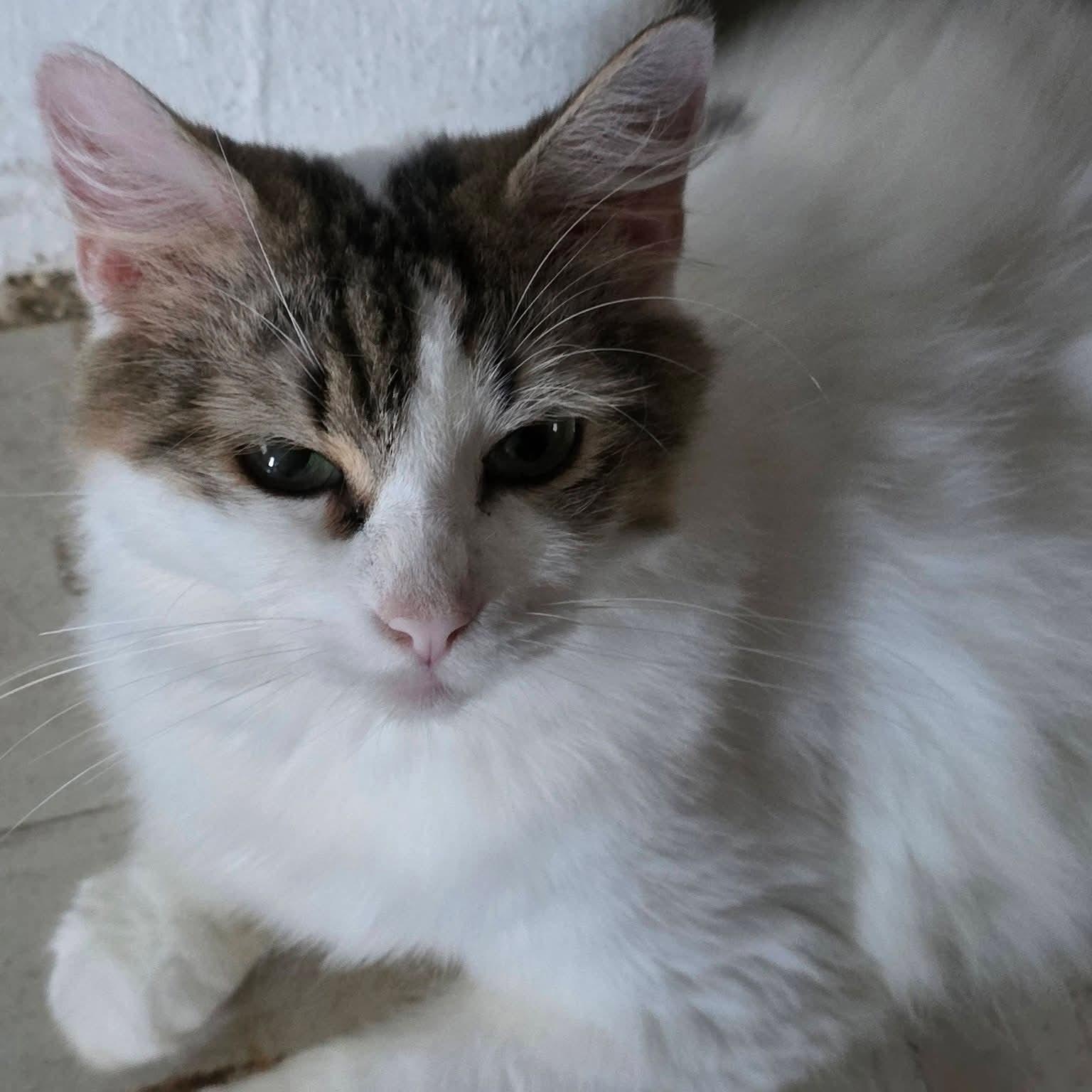 Enlarge Lucy, a Adoptable mixed breed in Annapolis, MD image 1/6