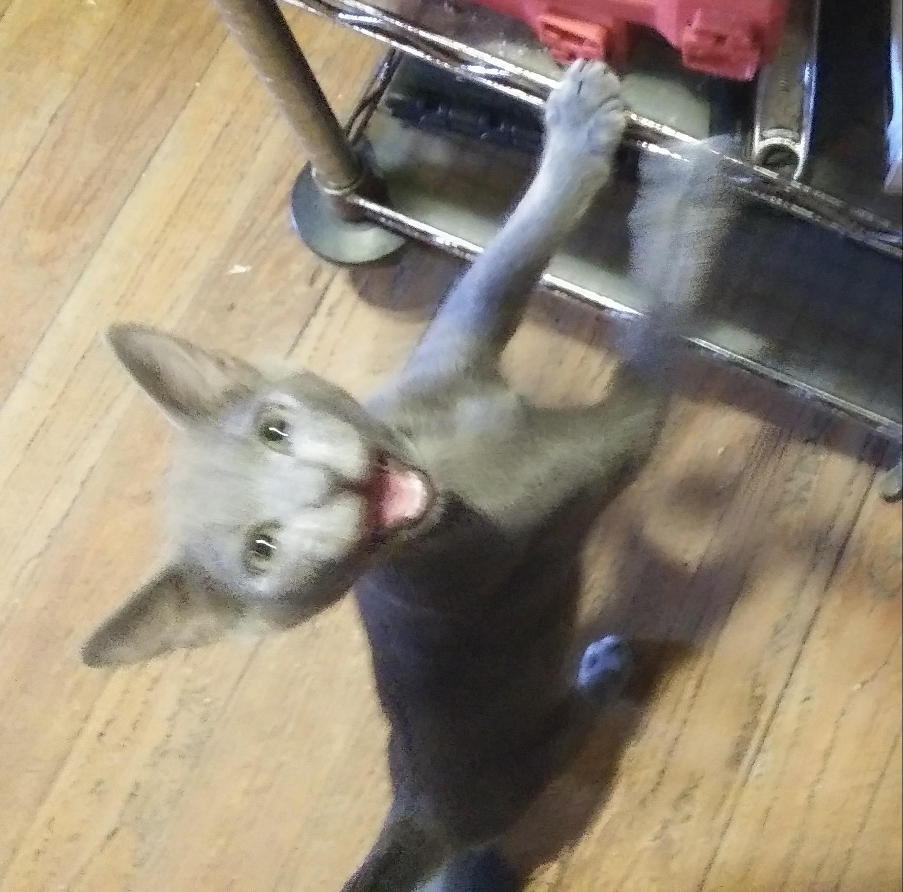 Enlarge Remi (Bonded with Emile), a Adoptable Domestic Short Hair in Port Wentworth, GA image 4/4