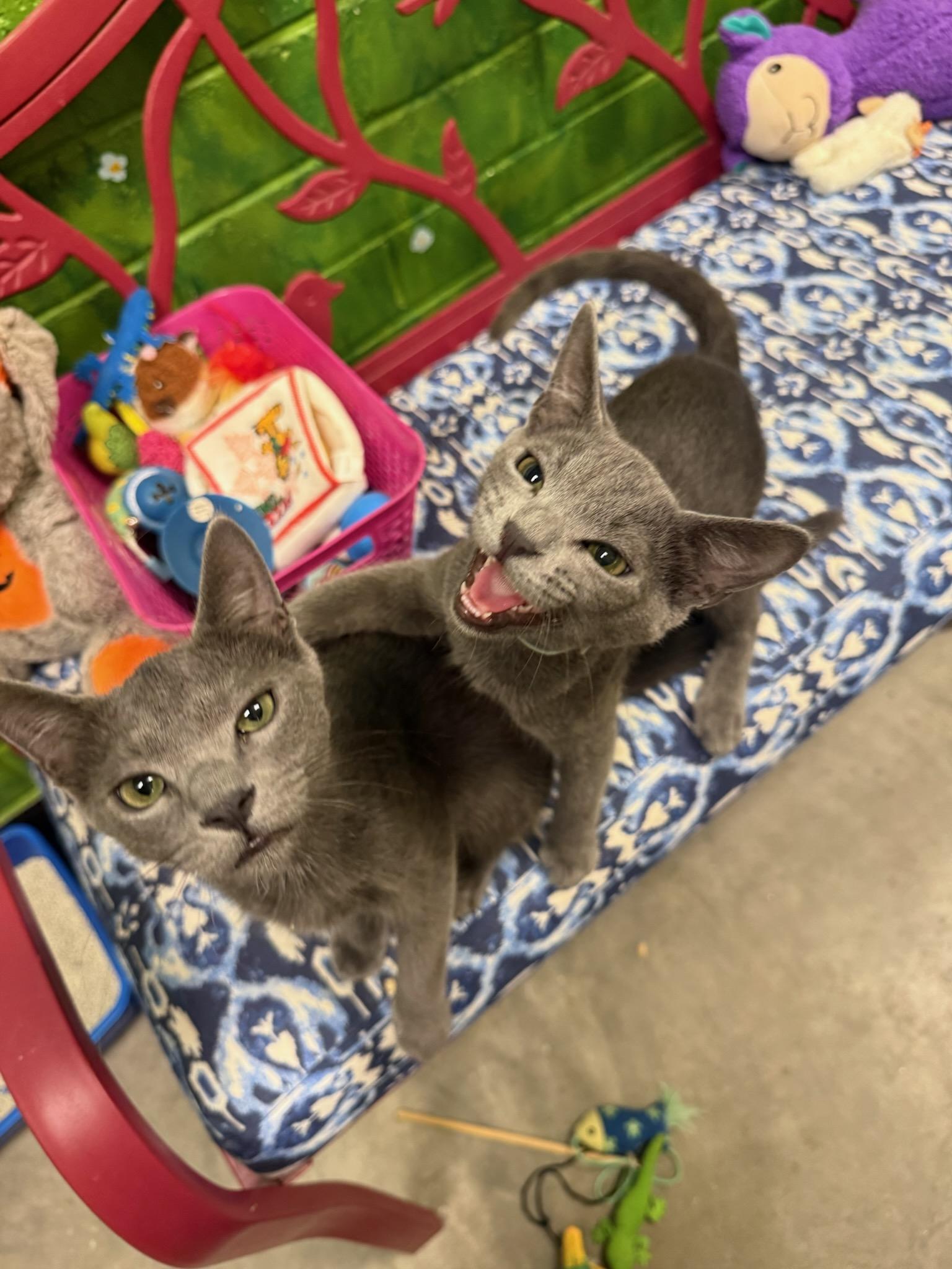 Remi (Bonded with Emile), Adoptable, Kitten Male Domestic Short Hair.