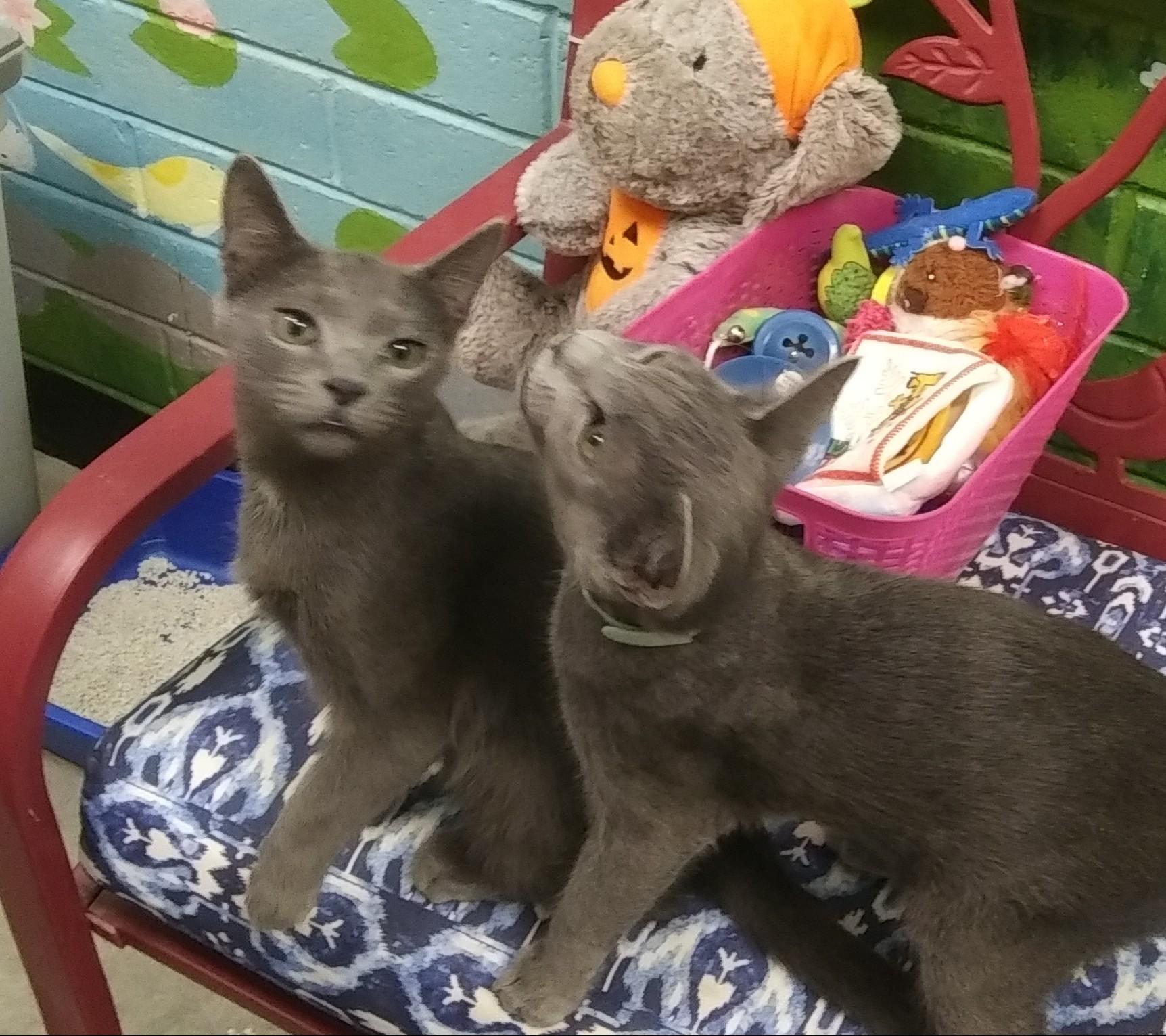 Enlarge Remi (Bonded with Emile), a Adoptable Domestic Short Hair in Port Wentworth, GA image 2/4
