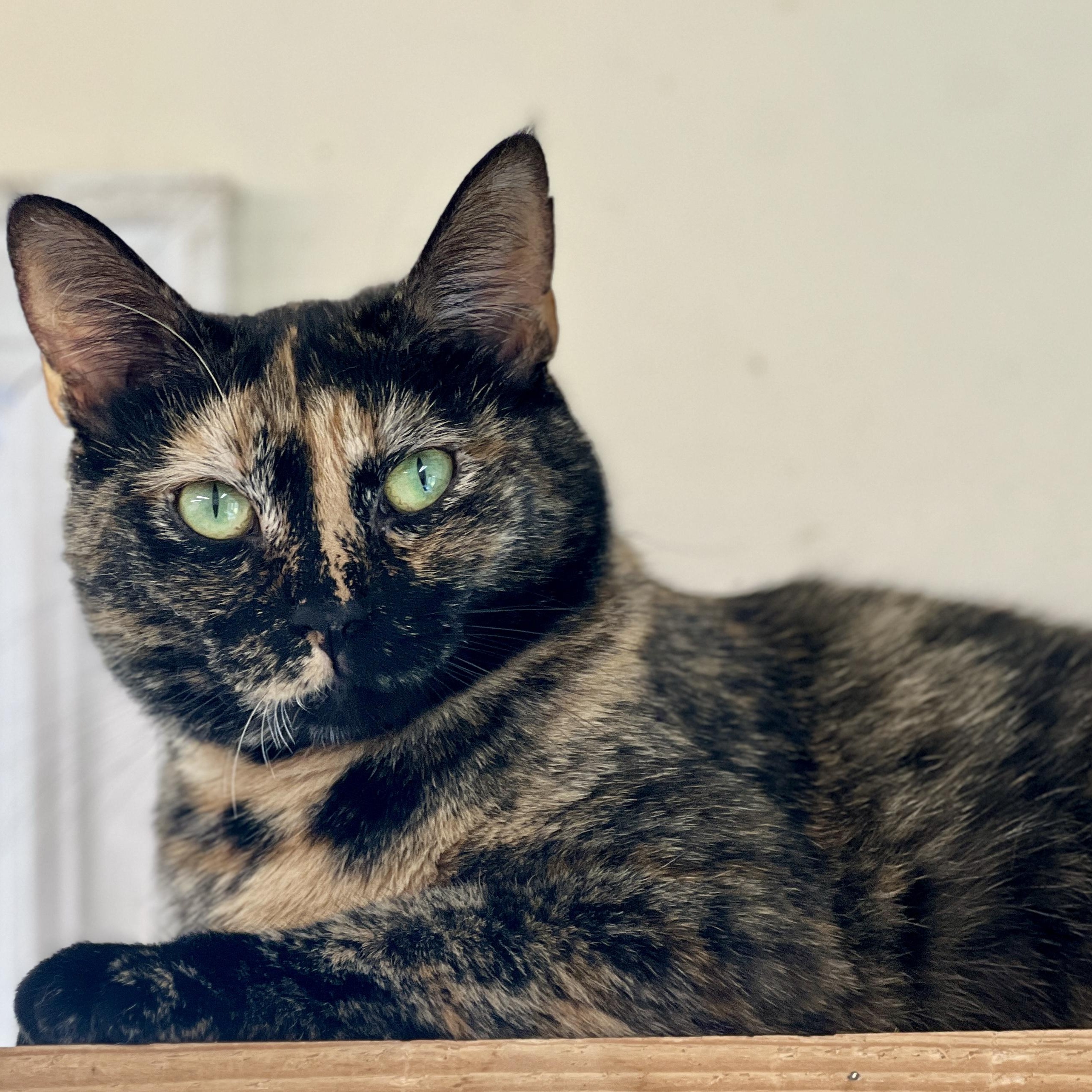 Daisy, Adoptable, Adult Female Tortoiseshell.