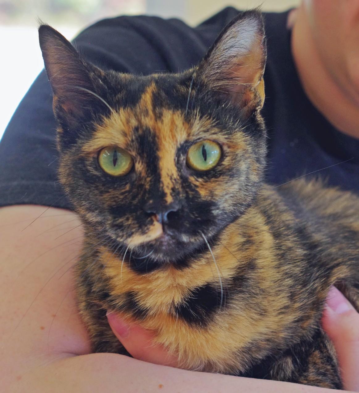 Daisy, a Adoptable Tortoiseshell in Sautee Nacoochee, GA image 1/3