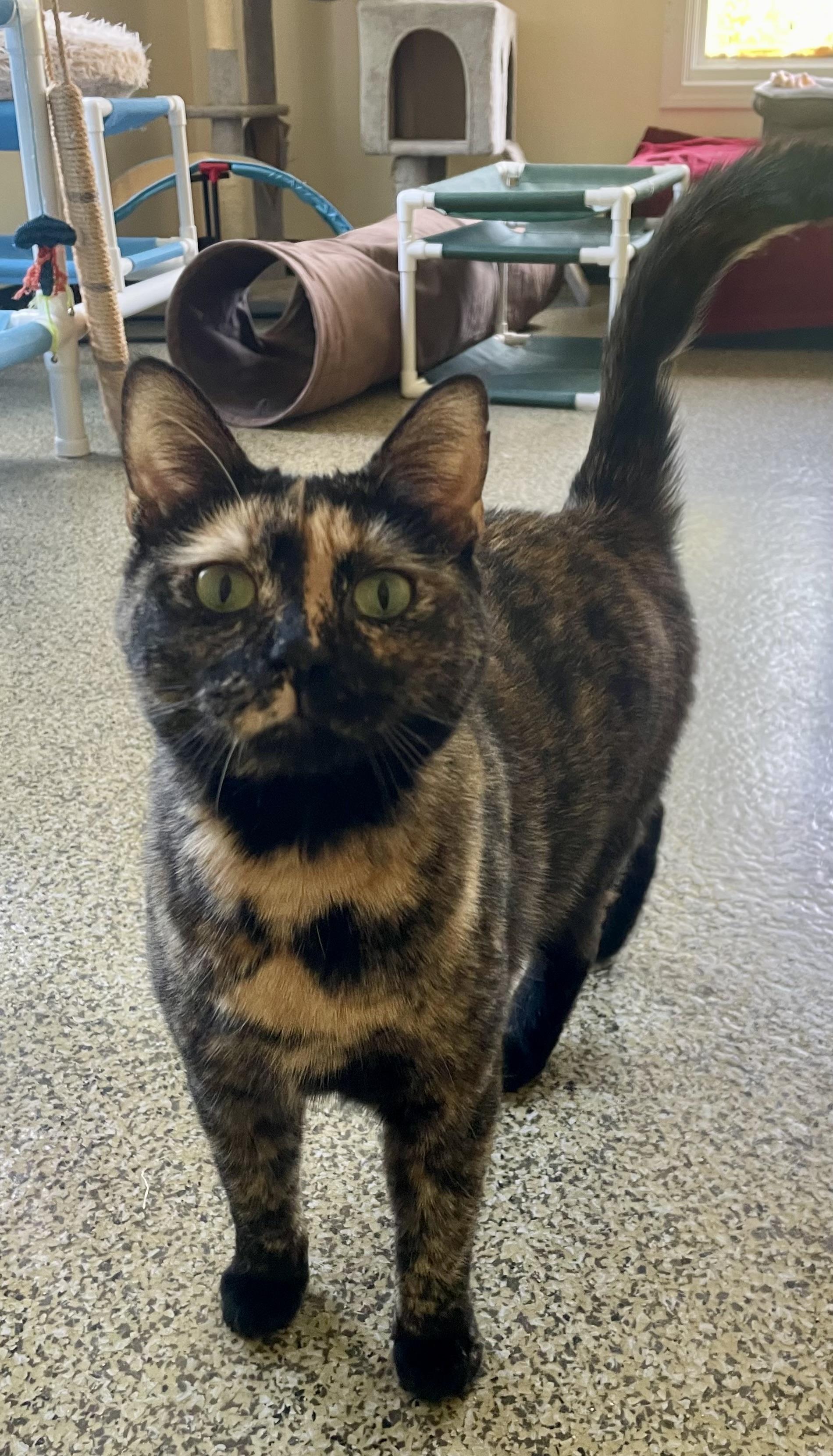 Daisy, a Adoptable Tortoiseshell in Sautee Nacoochee, GA image 2/3