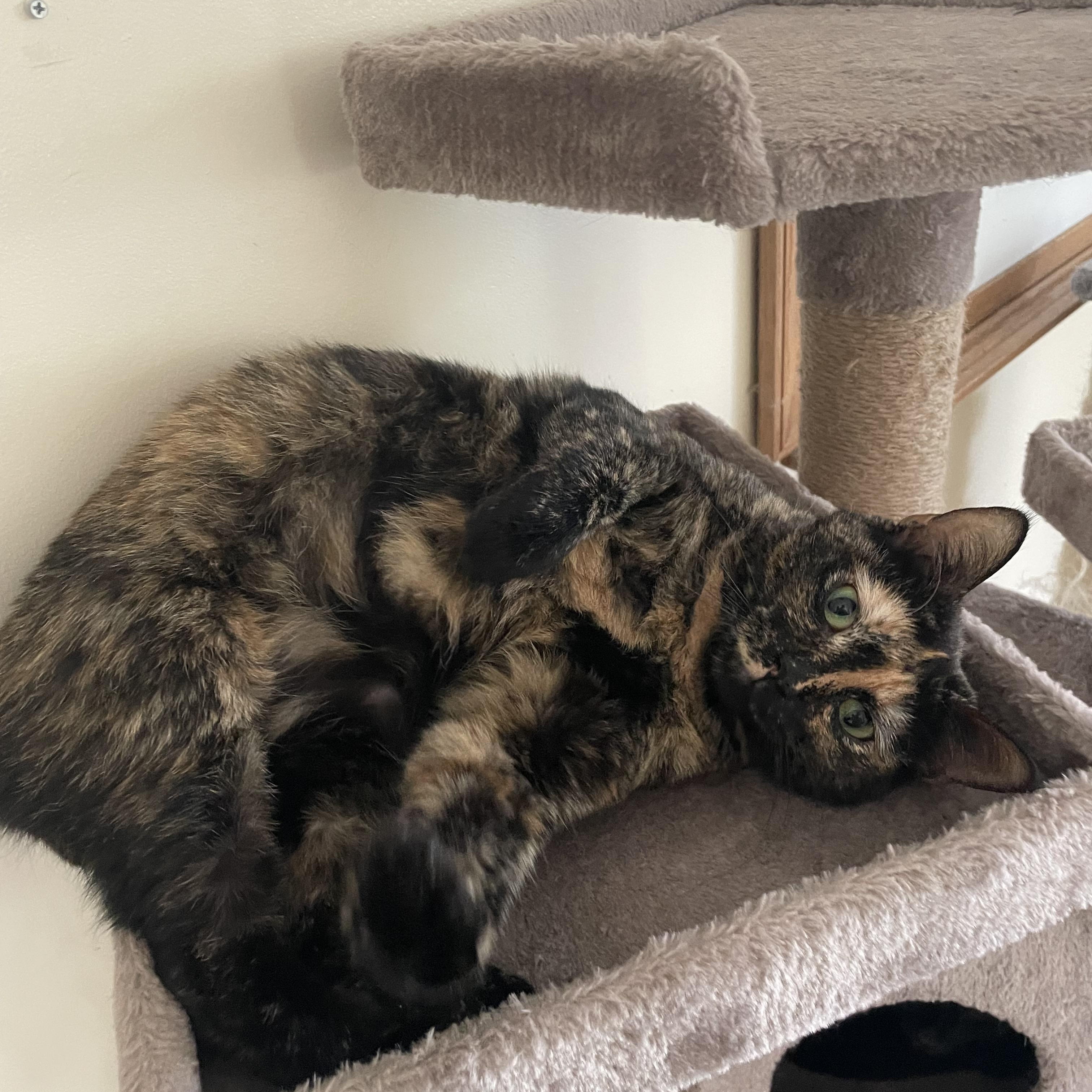 Daisy, a Adoptable Tortoiseshell in Sautee Nacoochee, GA image 3/3