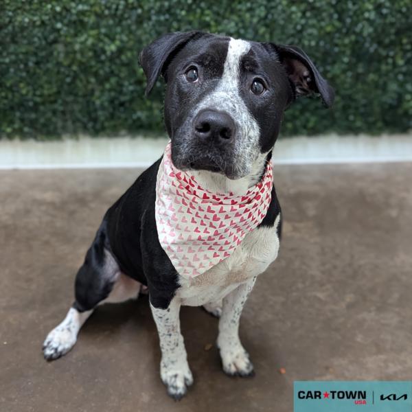 Nevaeh, Adoptable, Adult Female Australian Cattle Dog / Blue Heeler & Pit Bull Terrier.