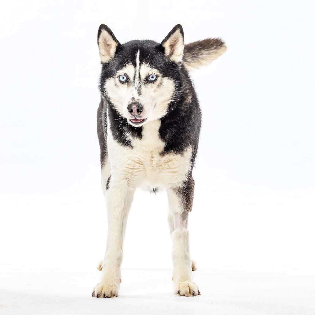 Angel's Envy — thumbnail 2