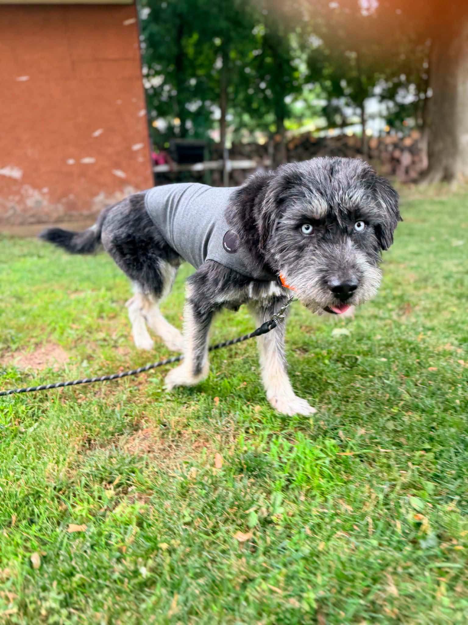 Enlarge Soloman, a Adoptable Terrier in New London, WI image 2/3
