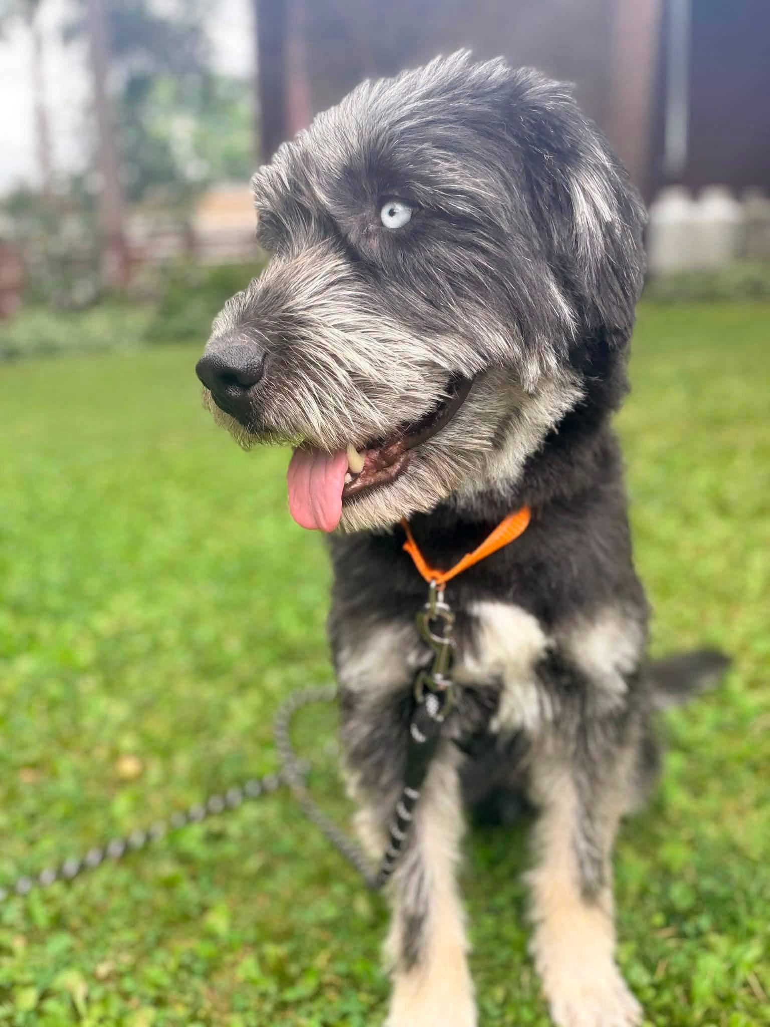 Enlarge Soloman, a Adoptable Terrier in New London, WI image 3/3