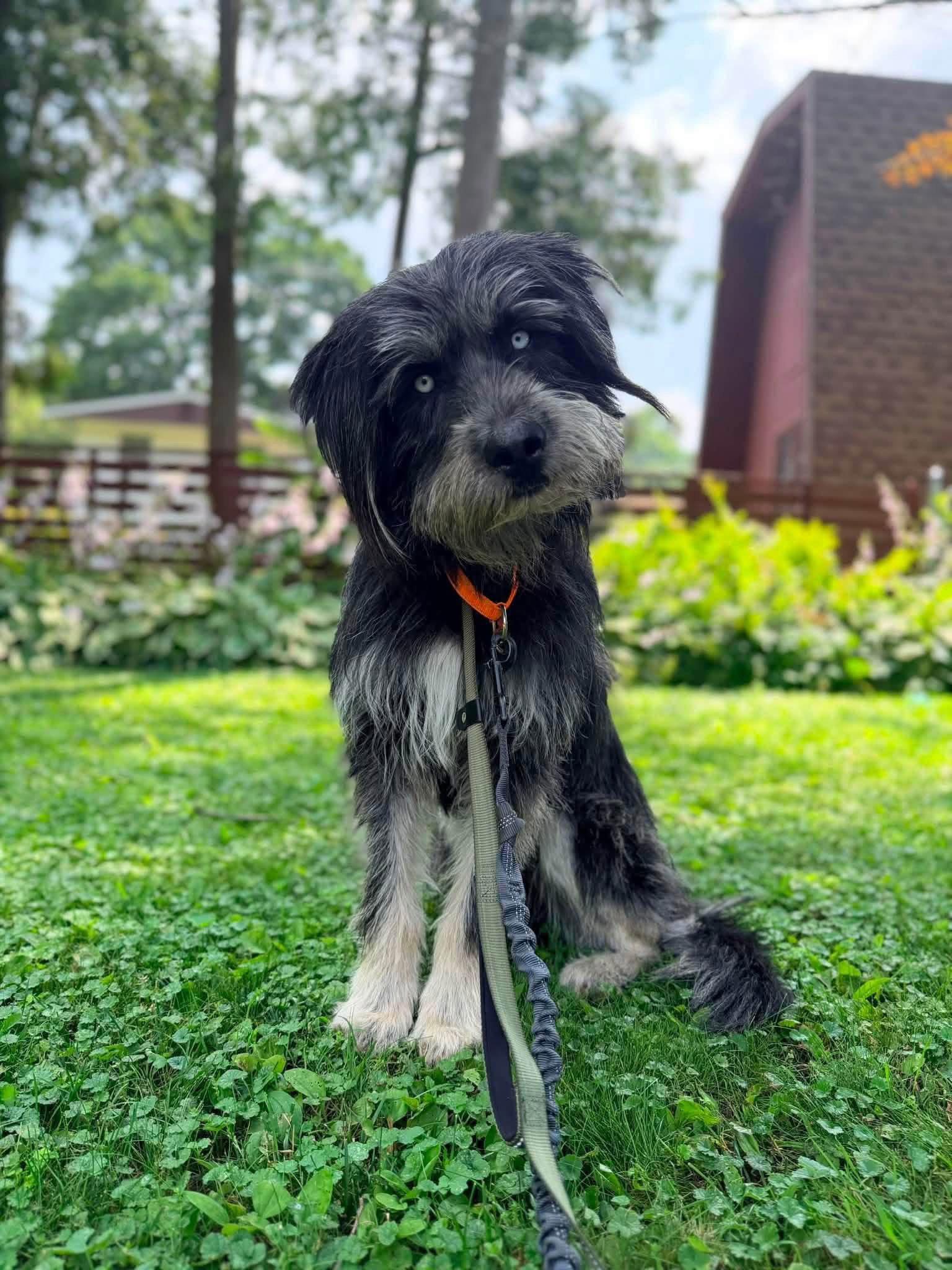 Enlarge Soloman, a Adoptable Terrier in New London, WI image 1/3